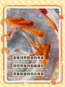 养普通小金鱼可以用低水位吗_金鱼水位要合适，看体型选深度